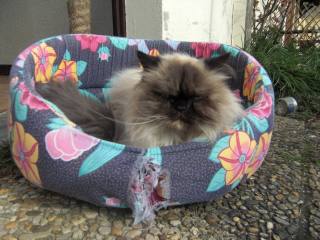 Pour la petite histoire, je ne crois pas que ça soit elle qui ait déchiré le panier...    Pour la petite histoire, je ne crois pas que ça soit elle qui ait déchiré le panier...