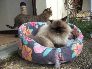 Et au besoin, pourquoi on n'a pas le droit de les piquer également ? Hu ? Hé hé hé hé....  